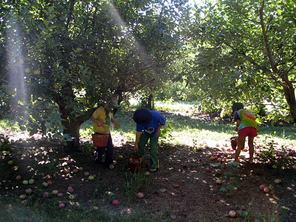 orchard-1